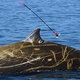 Illustration for article titled A Whale Has Crushed The Record For Length And Depth Of An Ocean Dive